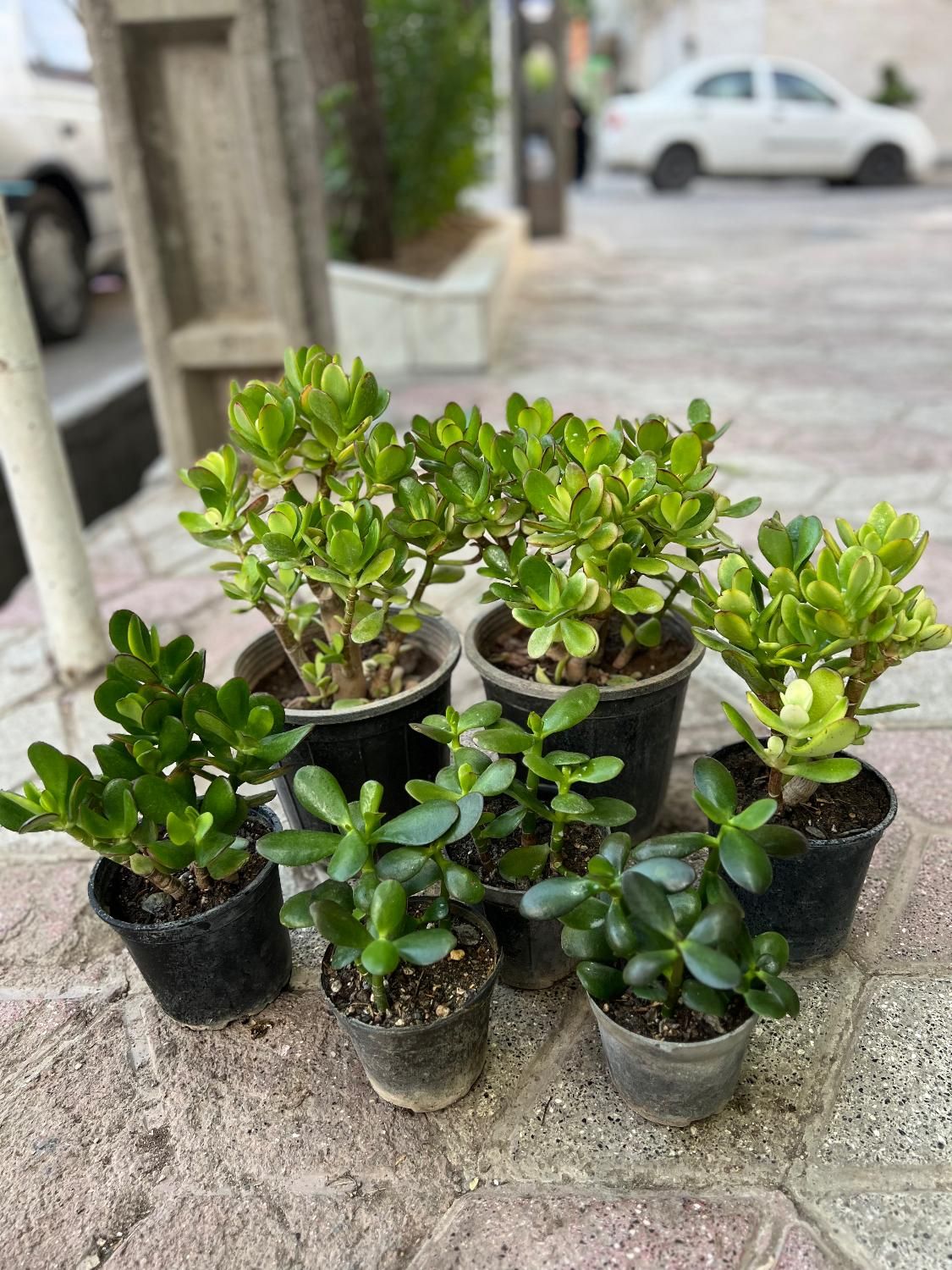 کراسولا یشم گیاه ثروت گل طبیعی|گل و گیاه طبیعی|مشهد, هنرور|دیوار