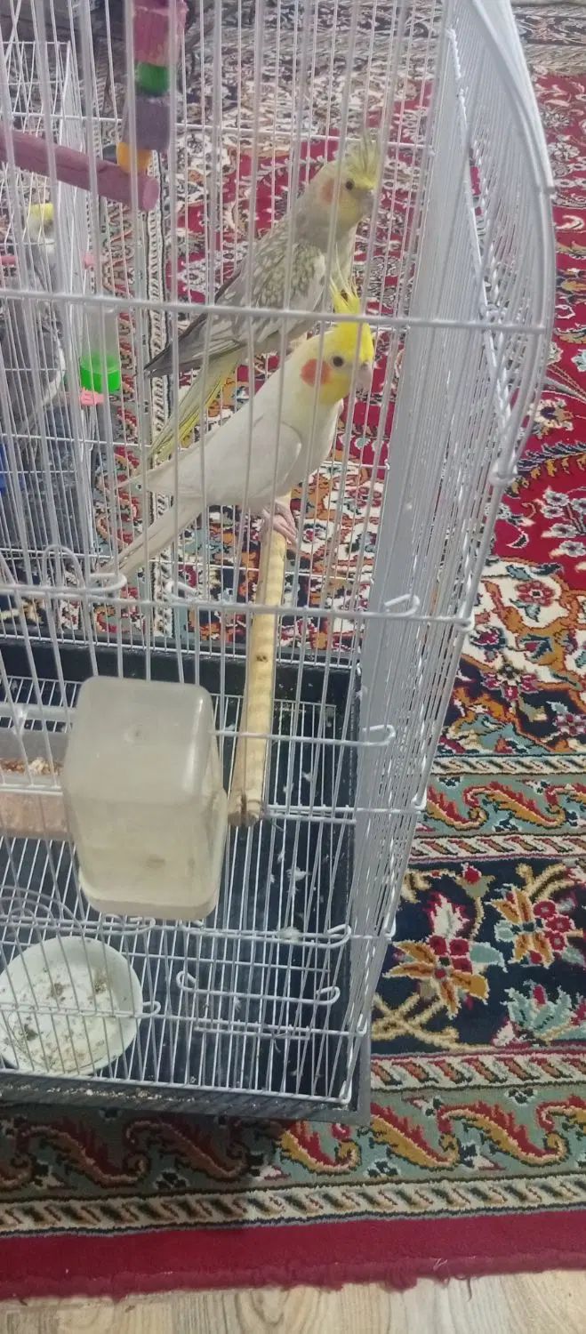 عروس هلندی جفت|پرنده|مشهد, تبادکان|دیوار