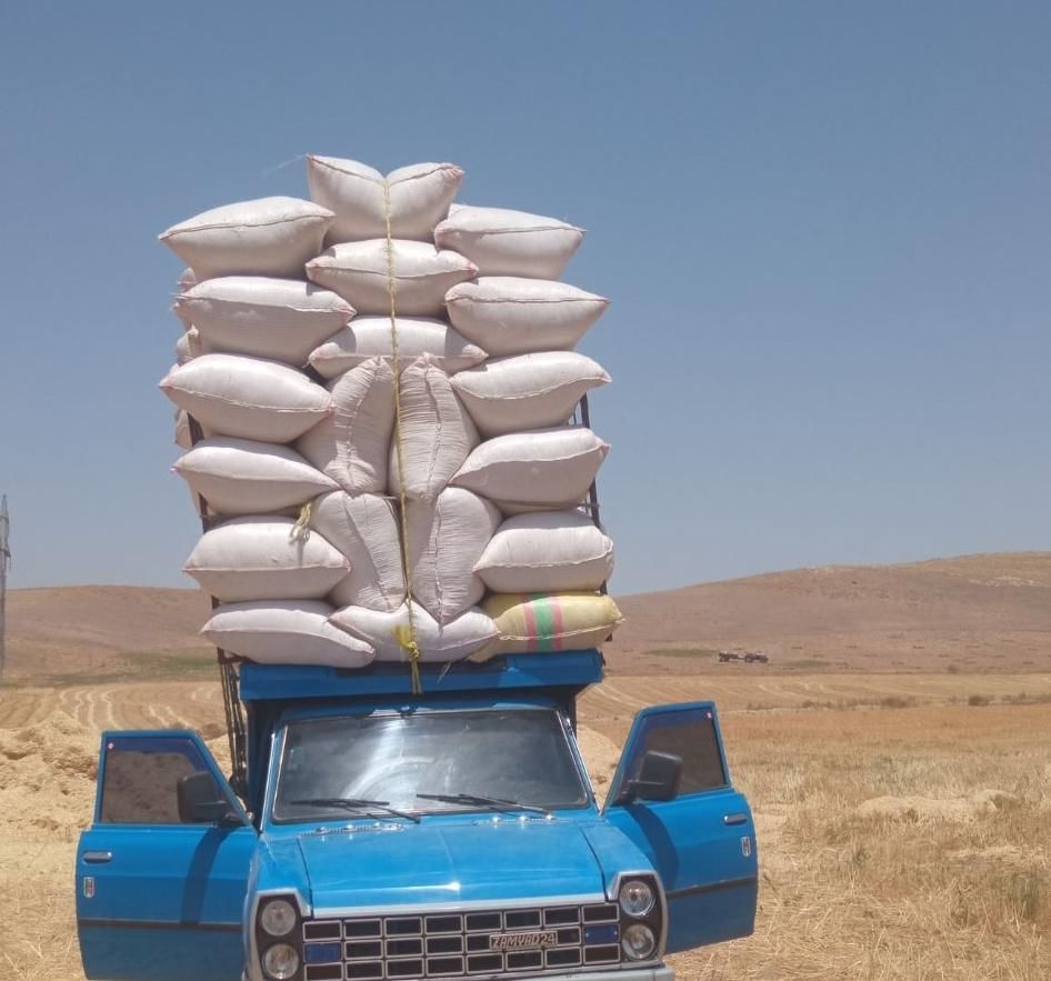 کاه گندم|لوازم جانبی حیوانات|ارومیه, |دیوار