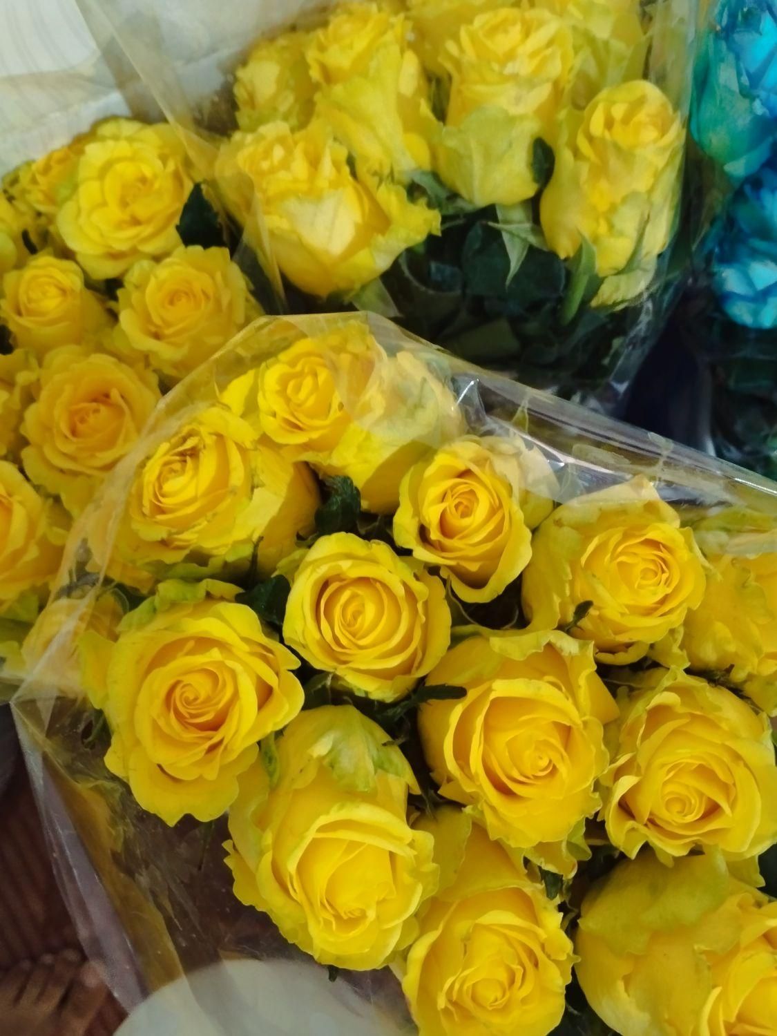 گل طبیعی رز هلندی شاخه ای 25|گل و گیاه طبیعی|رامهرمز, |دیوار