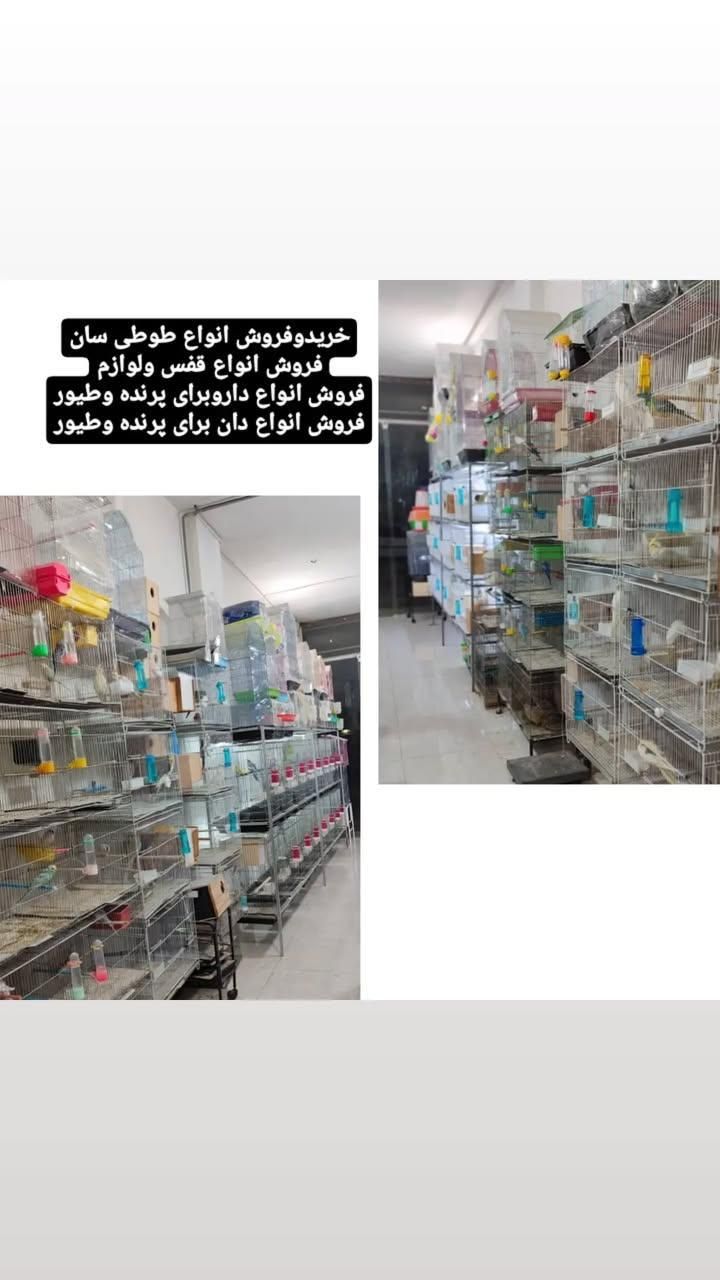 خریدوفروش انواع پرنده وکبوتروقفس ولوازم ودان ودارو|پرنده|آمل, |دیوار