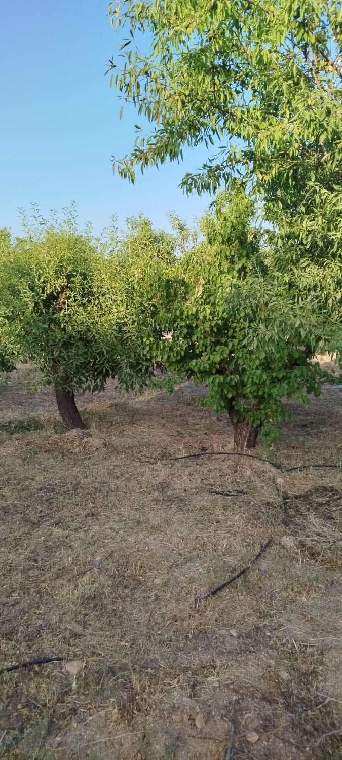 فروش زمین ۸۰۰ متری در شهرکرد شوراب صغیر|فروش زمین و ملک کلنگی|شاهین‌شهر, پاسداران|دیوار
