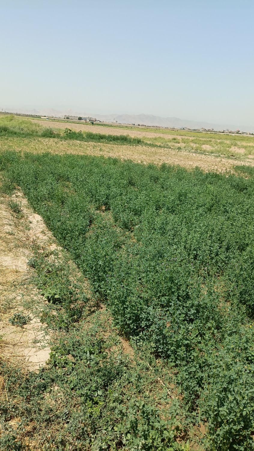 زمین کشاورزی4000متر با 2ساعت آب چاه موتور|فروش زمین و ملک کلنگی|مشهد, مهدی آباد|دیوار