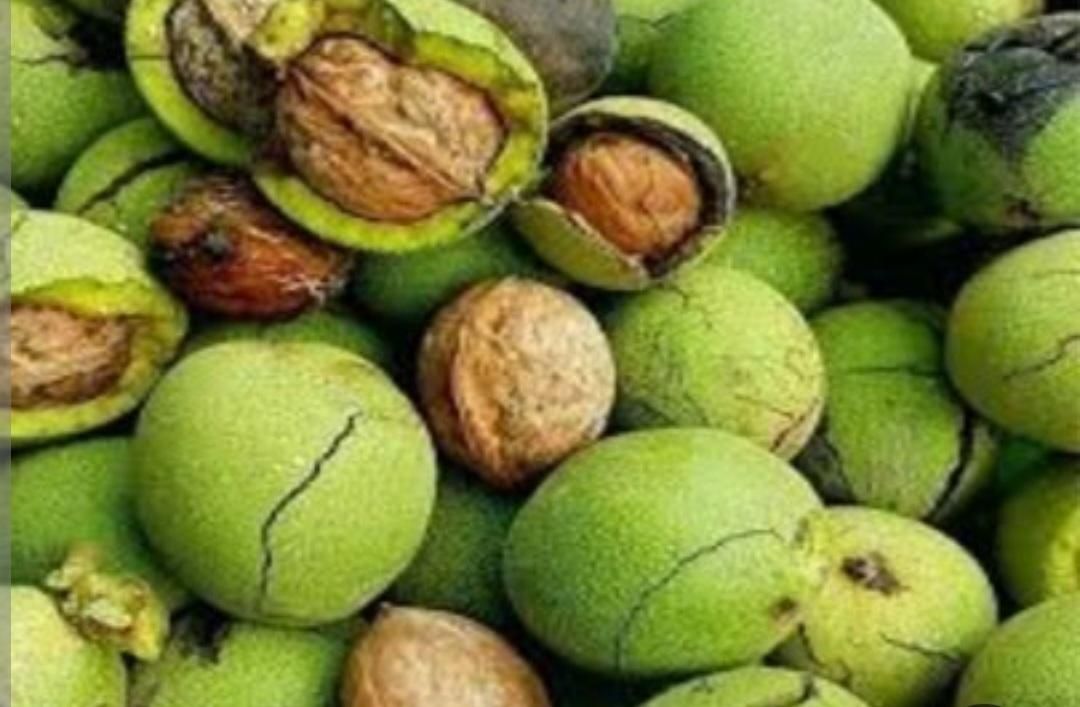 گردو با پوست|خوردنی و آشامیدنی|رشت, شهرک الغدیر|دیوار