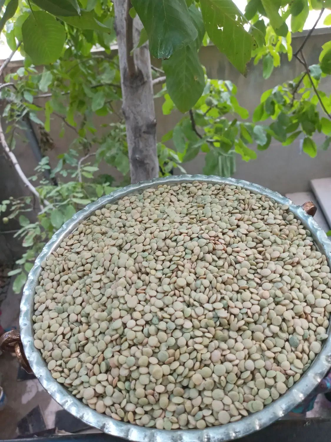 عدس ارگانیک زنجان|خوردنی و آشامیدنی|رشت, بلوار گیلان|دیوار