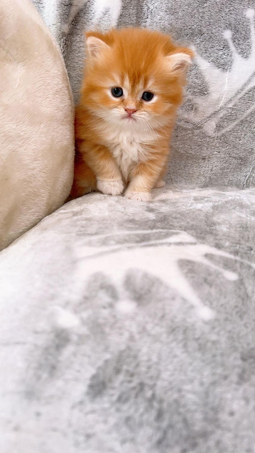 شهر گربه ی اشرافی شیراز|گربه|شیراز, ابیوردی|دیوار