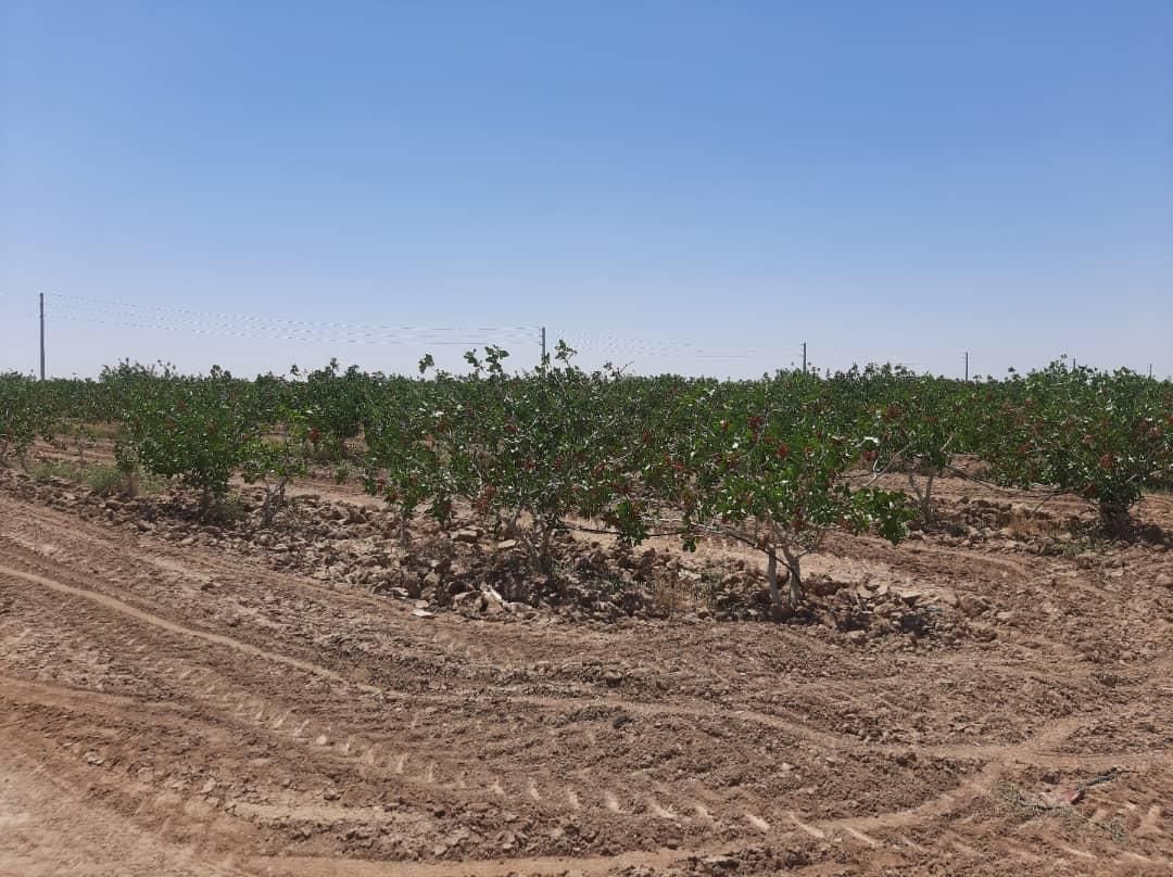 فروش 14 هکتار باغ پسته ورامین جواد آباد|فروش دفتر صنعتی، کشاورزی، تجاری|جوادآباد, |دیوار