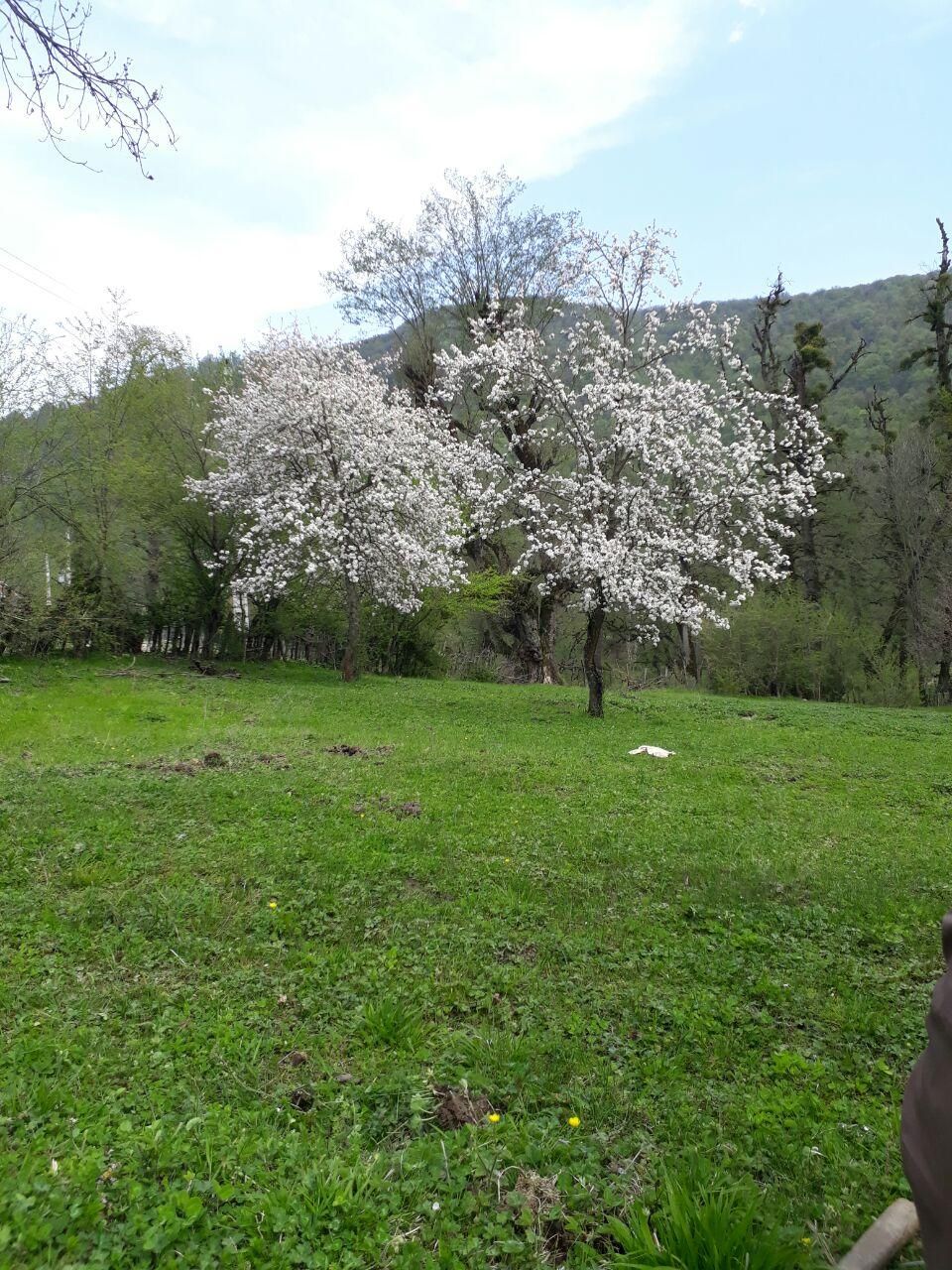 زمین ییلاقی ۴۲۰۰متر رضوانشهر|فروش زمین و ملک کلنگی|رضوانشهر, |دیوار