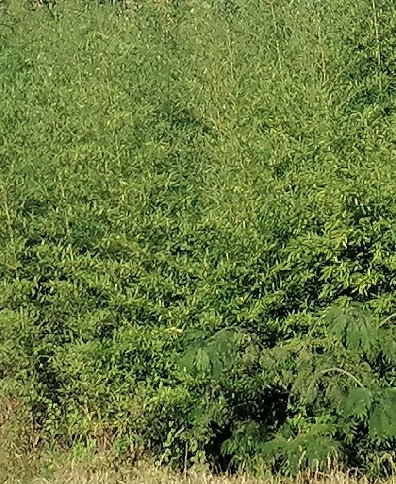 نی بامبو|گل و گیاه طبیعی|املش, |دیوار