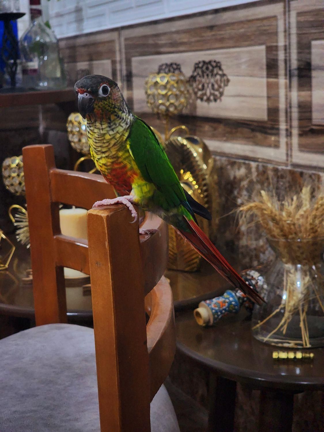 گرین چیک نر شاه تخم  رقاص پروازی رام سخنگو|پرنده|شیراز, شهرک امام حسن|دیوار