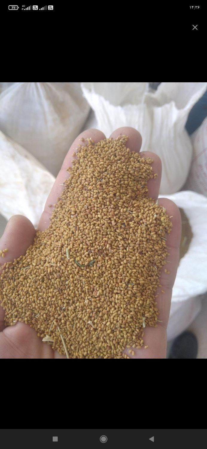 بذر یونجه سبز اندیشان|خدمات باغبانی و درختکاری|ایلام, |دیوار