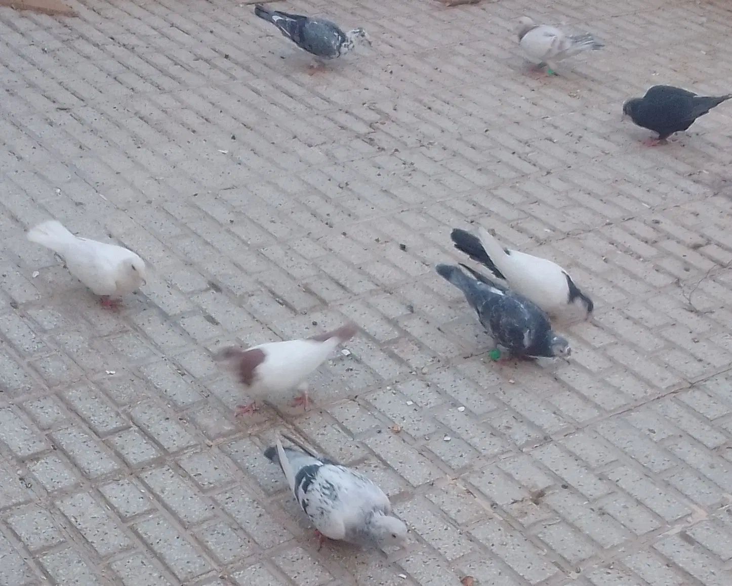 کفتر سوسکی پلاکی و کفتر پشتی پرپا نر و ماده و جوجه|پرنده|تربت‌حیدریه, شهرک ولیعصر|دیوار