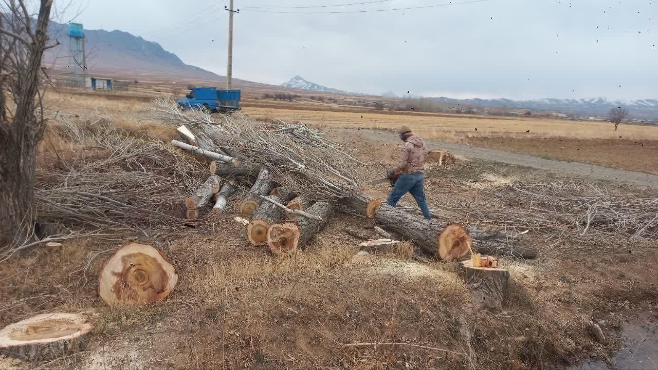 خرید انواع چوب|خدمات باغبانی و درختکاری|اراک, |دیوار