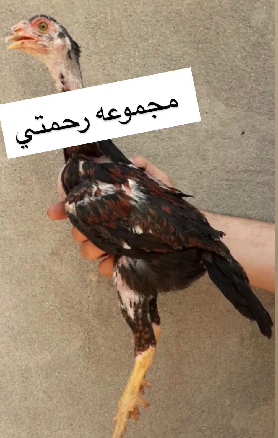 جوجه لاری اصیل|حیوانات مزرعه|تهران, ایران|دیوار