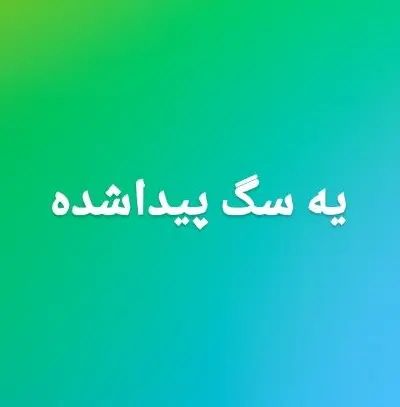 سگ پیدا شده|سگ|اصفهان, شیخ اشراق|دیوار