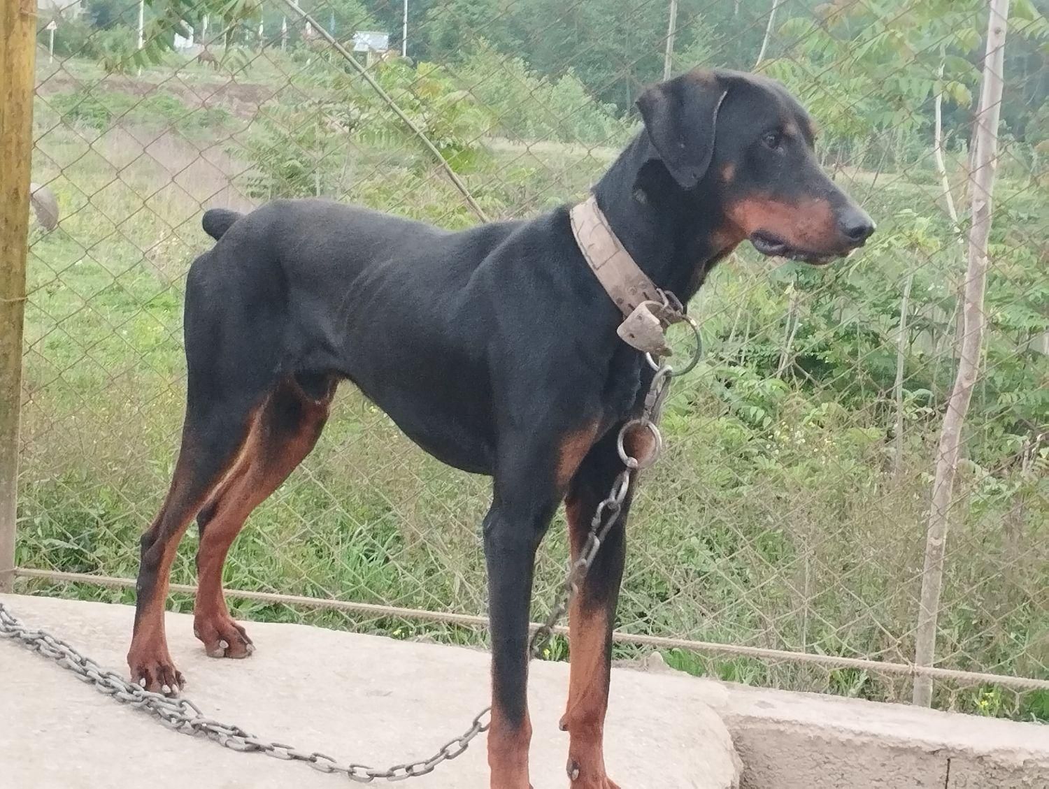 سگ دوبرمن نر رشت|سگ|ماسال, |دیوار