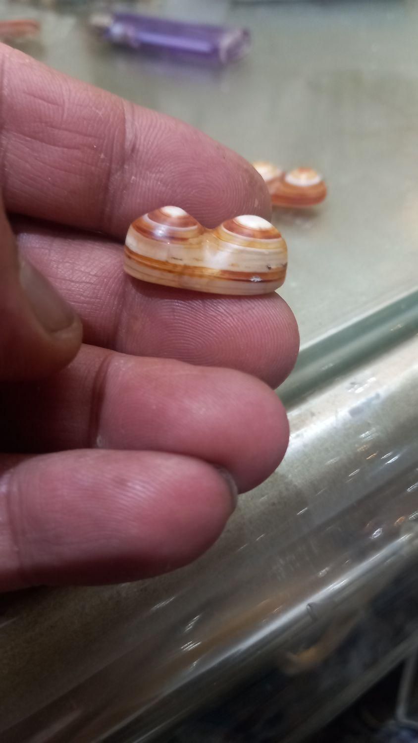 عقیق دو کوهان .سه.پوست.تراش.اصلی|بدلیجات|تهران, نیروی هوایی (پیروزی)|دیوار