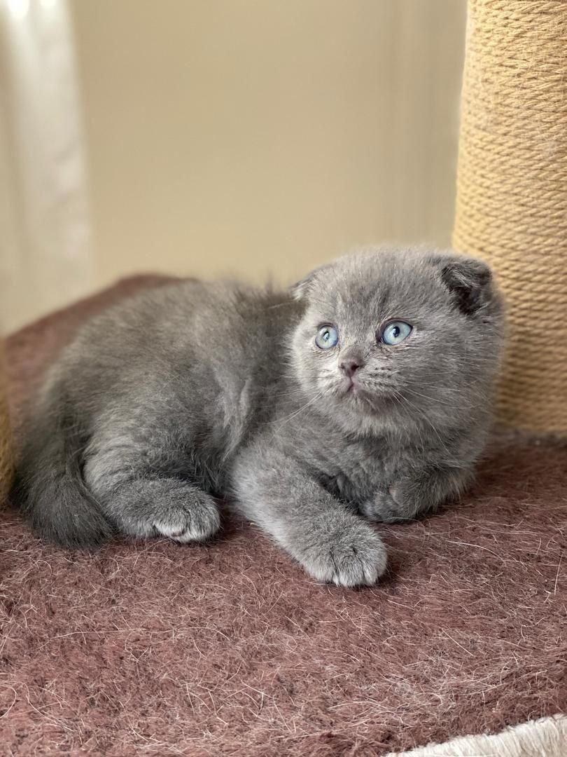 چشم گنده های پشمالو|گربه|همدان, |دیوار