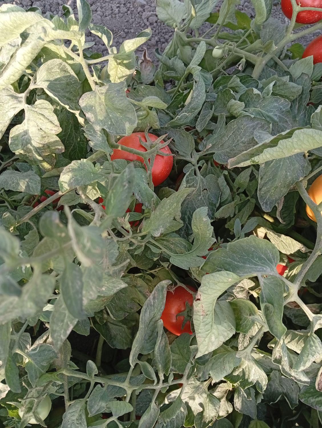 فروش گوجه بازاری وربی|حراج|گنبد کاووس, |دیوار