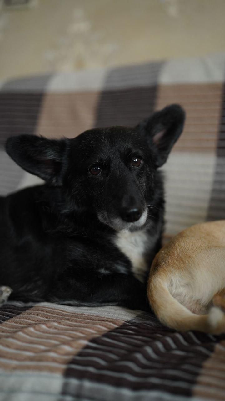 ولش کورگی پمبروگ دوساله برترین نژادسگ|سگ|بهشهر, |دیوار