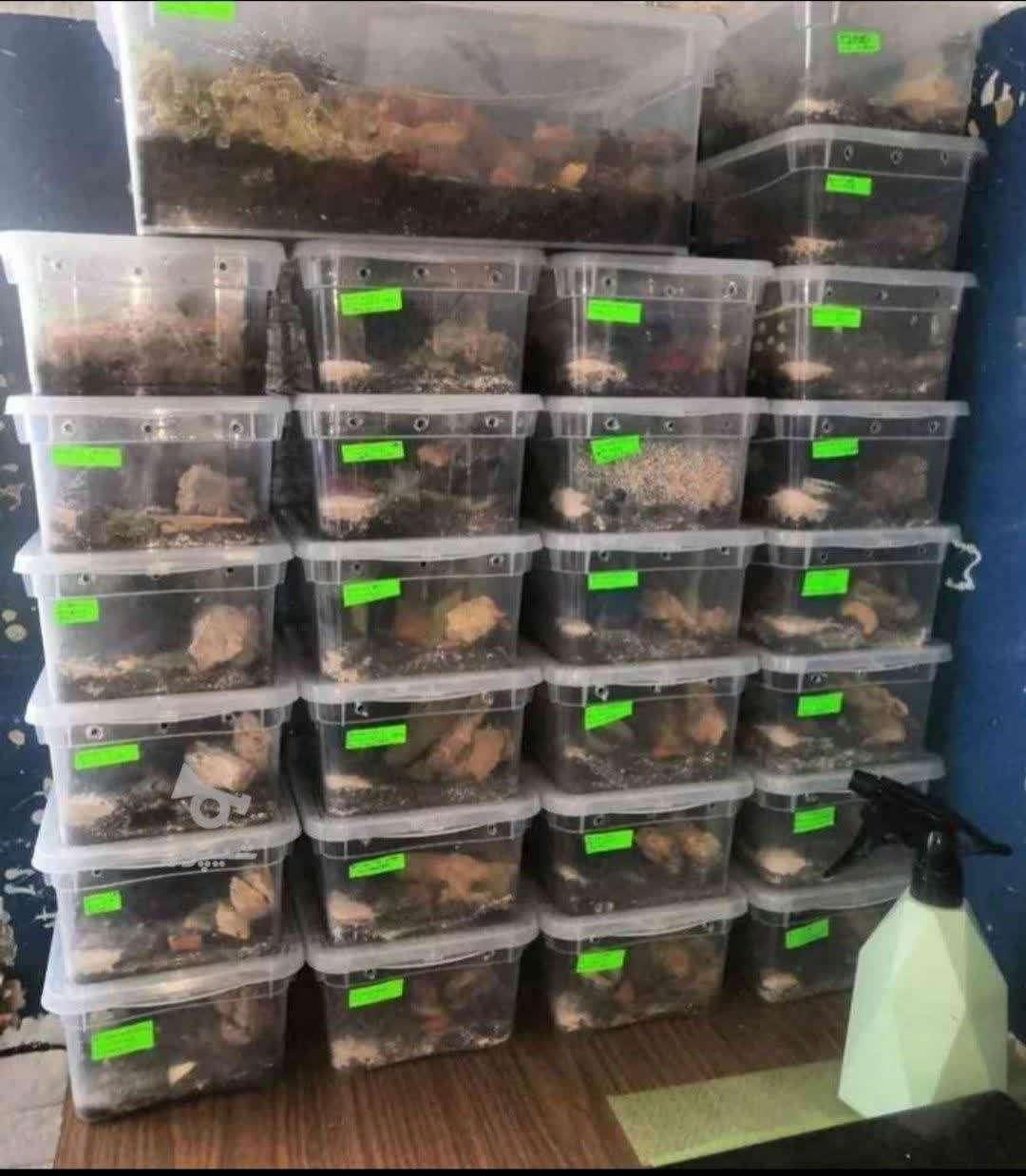 کسب کار در منزل کار خانگی حلزونها آرایشی کاردرمنزل|استخدام درمانی، زیبایی، بهداشتی|بندرعباس, |دیوار