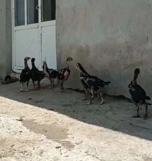 جوجه لاری تاجمهر|حیوانات مزرعه|تهران, پونک|دیوار