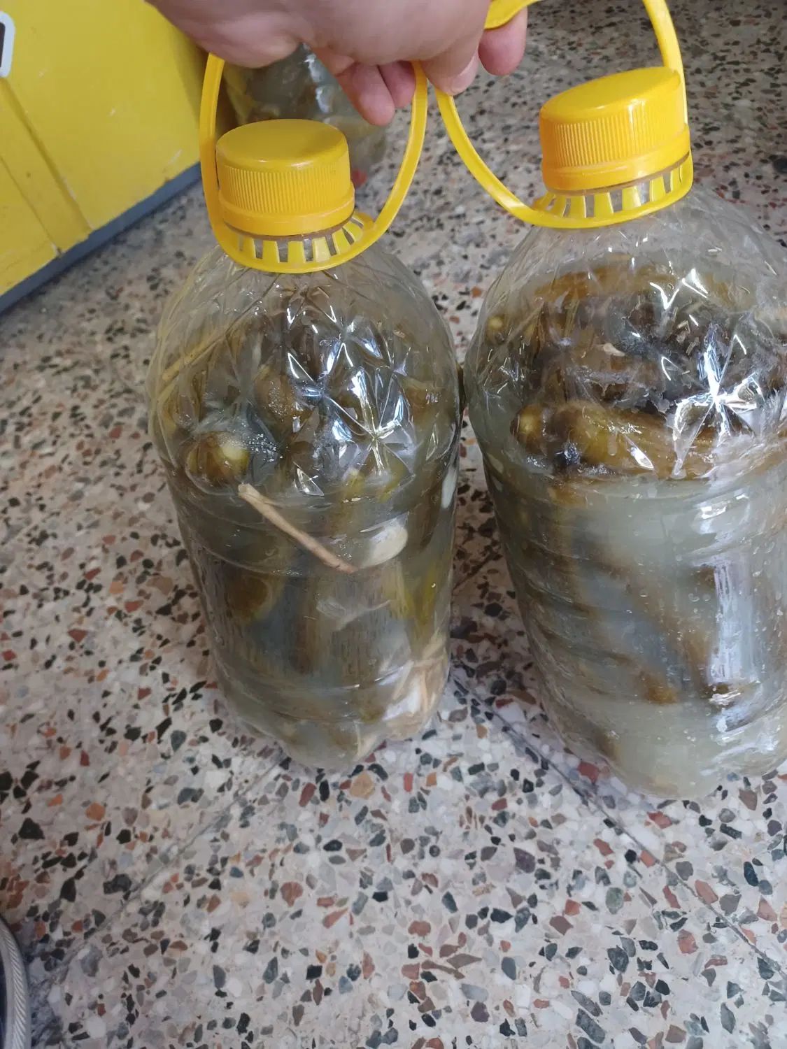 خیار شور کلات|خوردنی و آشامیدنی|مشهد, حجاب (شهرک غرب)|دیوار