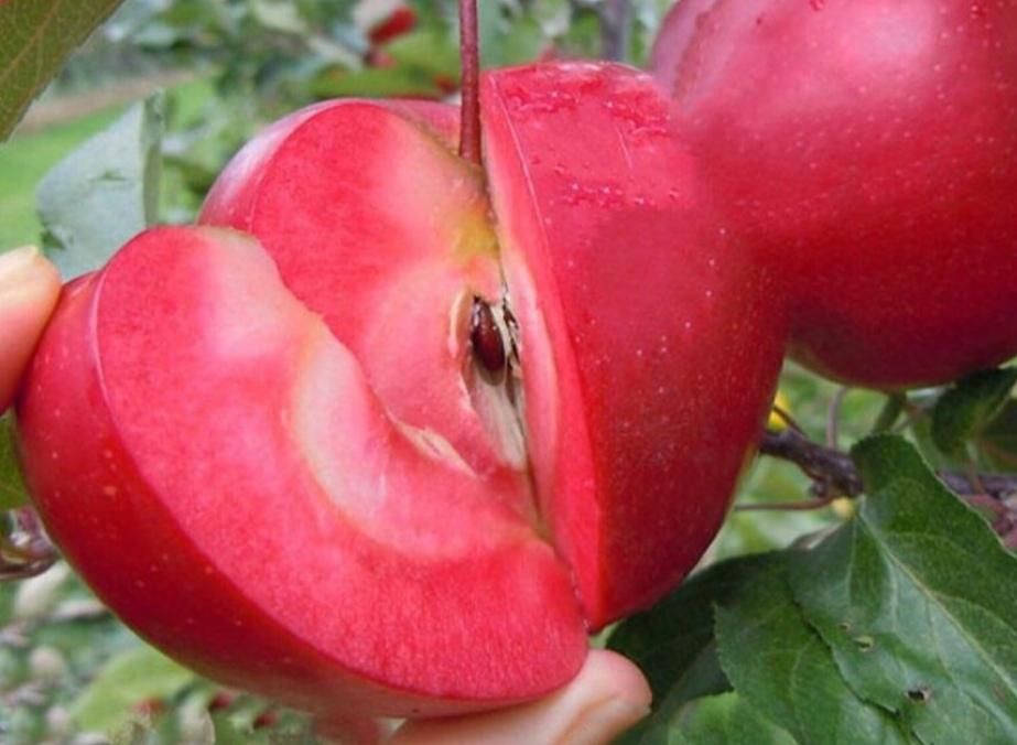 پک ۱۸عددی نهال های گلدانی میوه کاشت تابستانی|خدمات باغبانی و درختکاری|اصفهان, شاهد|دیوار