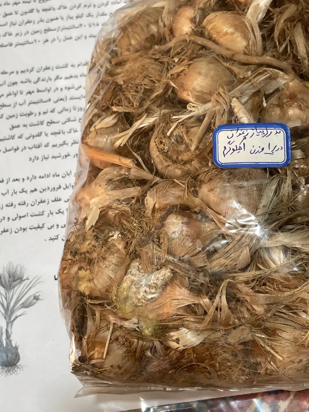 پیاز زعفران قائنات درجه یک|گل و گیاه طبیعی|کرج, گلستان|دیوار