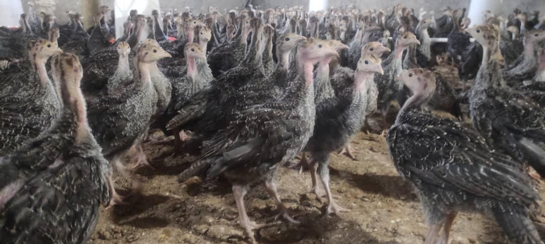 جوجه بوقلمون برنز ۴۰ روزه|حیوانات مزرعه|تهران, آهنگ|دیوار