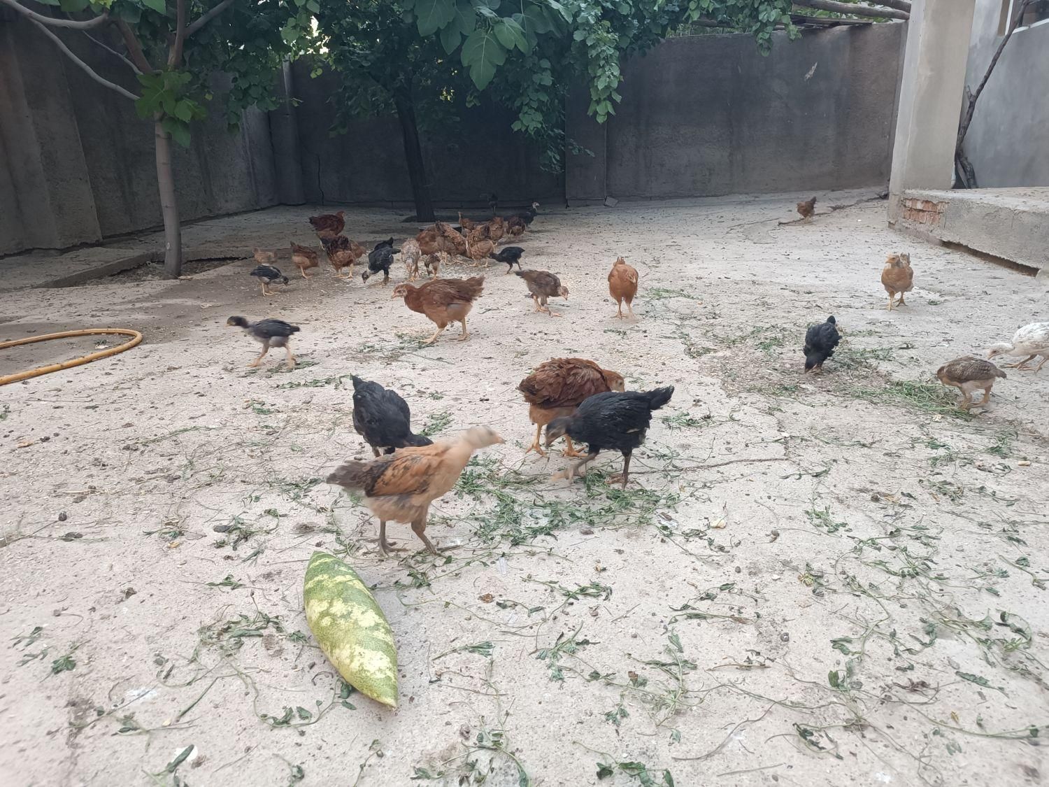 جوجه بوقلمون|حیوانات مزرعه|شاهین دژ, |دیوار