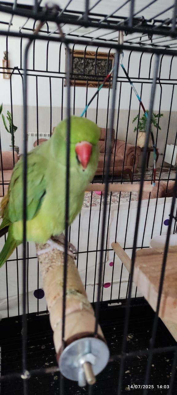 طوطی سبز(ملنگو)|پرنده|یزد, |دیوار