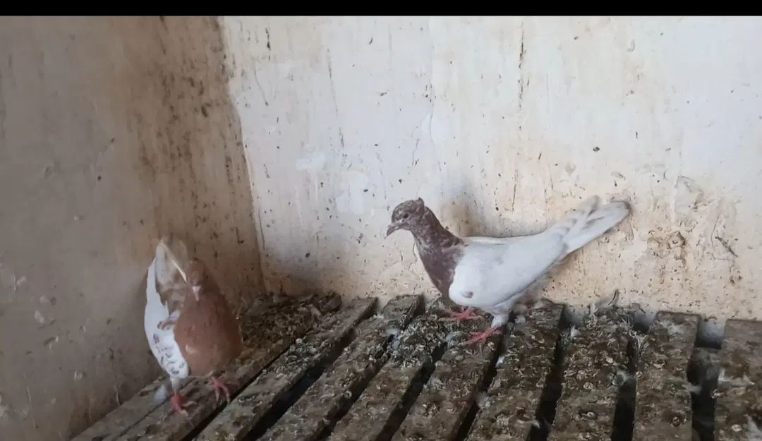 ۳۰۰۰۰۰۰۰|پرنده|مشهد, شهرآباد|دیوار