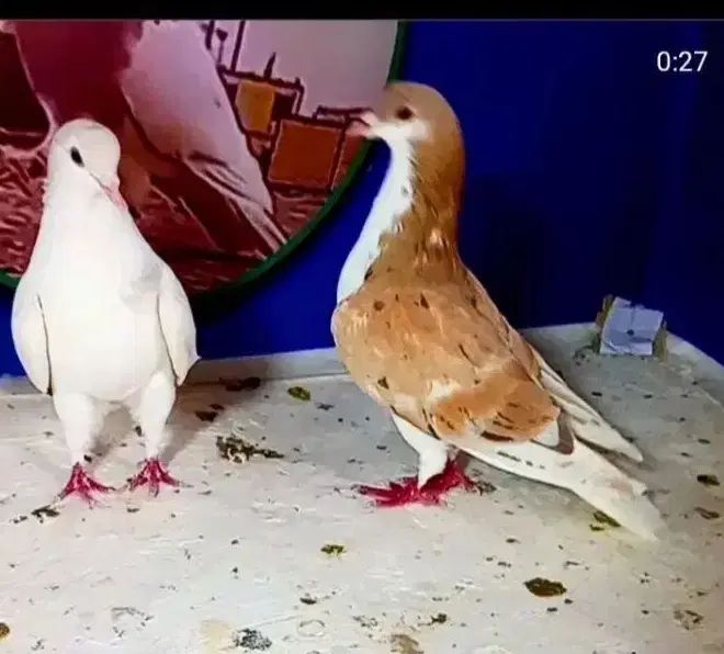 کفتر بوم کبوتر پرشی جفتگاه رنگی سارسرور کلاغ ساده|پرنده|مشهد, توس (بلوار توس)|دیوار