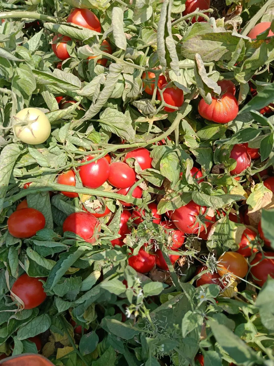 نیروی کار جوان جهت امور کشاورزی(همیاران سبز)|خدمات باغبانی و درختکاری|کرمانشاه, |دیوار
