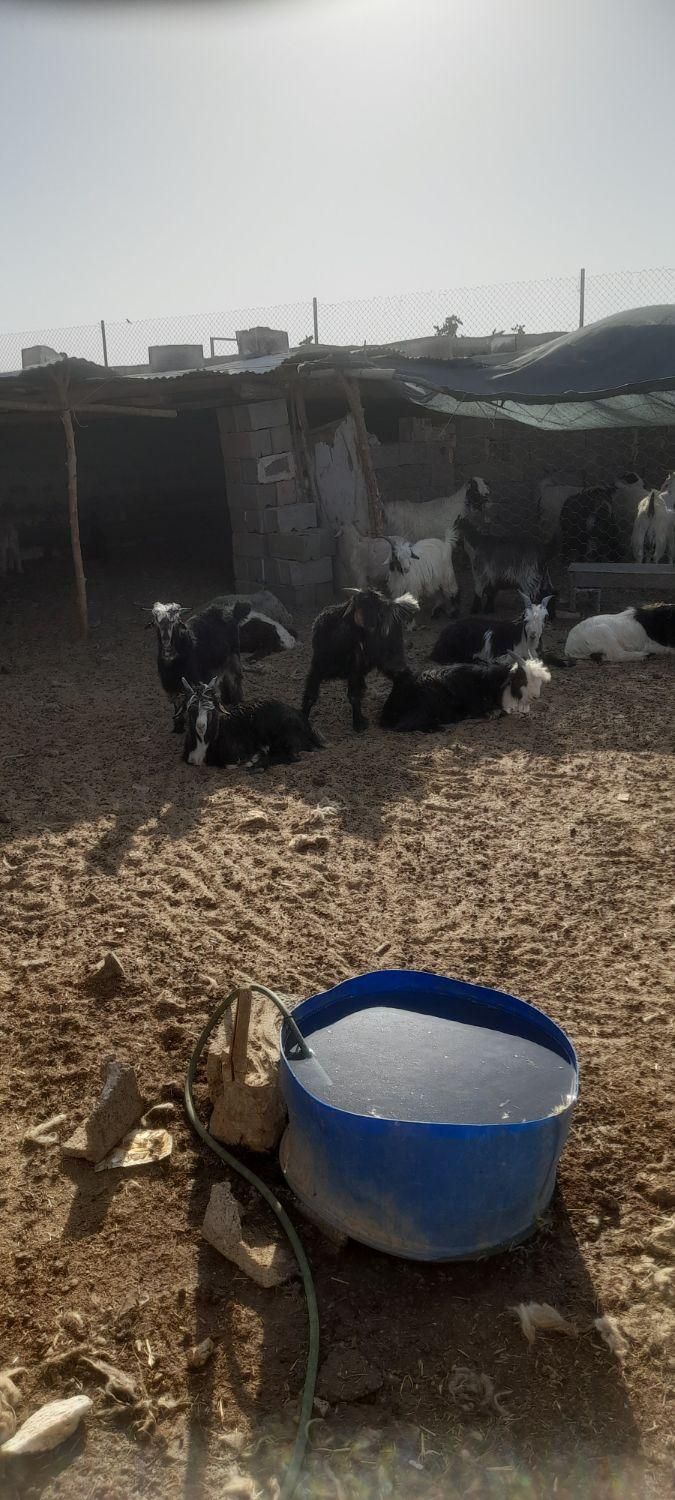 خرید وفروش میش بره قوچ بز بزغاله درشاهین شهر گرگاب|حیوانات مزرعه|شاهینشهر, گرگاب|دیوار