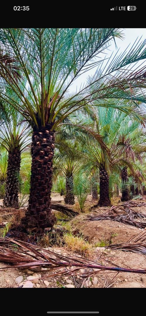 ما رو پیدا کردی نخل می خواستی|خدمات باغبانی و درختکاری|زاهدان, |دیوار