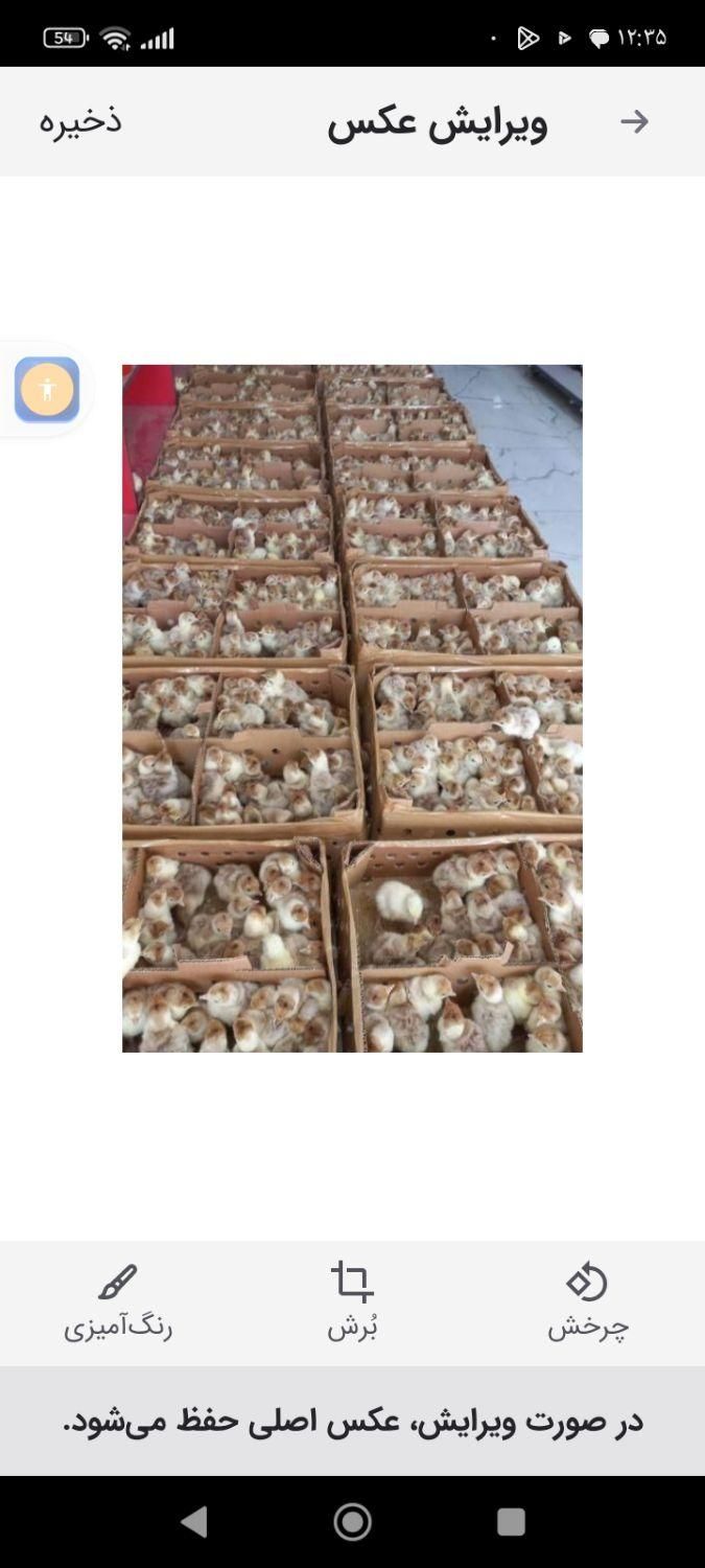 فروش فوری جوجه بوقلمون بیوتی|حیوانات مزرعه|کرج, جهانشهر|دیوار