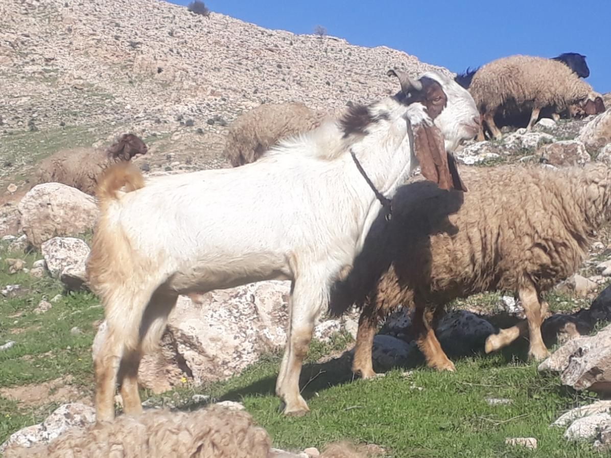 باب داشت تمیز سالم وسرحالل|حیوانات مزرعه|سرپل ذهاب, |دیوار