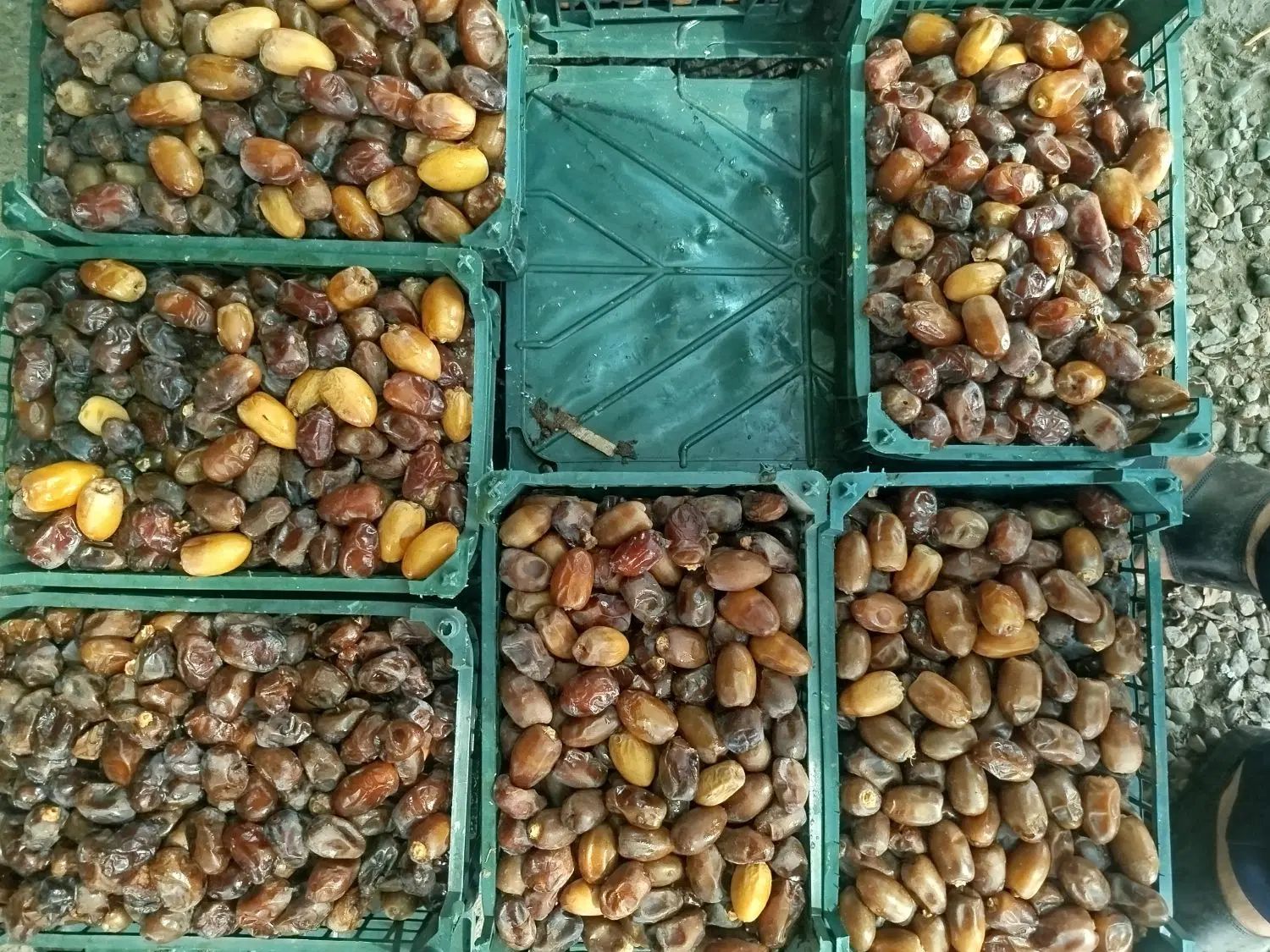 خرما|خوردنی و آشامیدنی|تهران, تهران پارس|دیوار