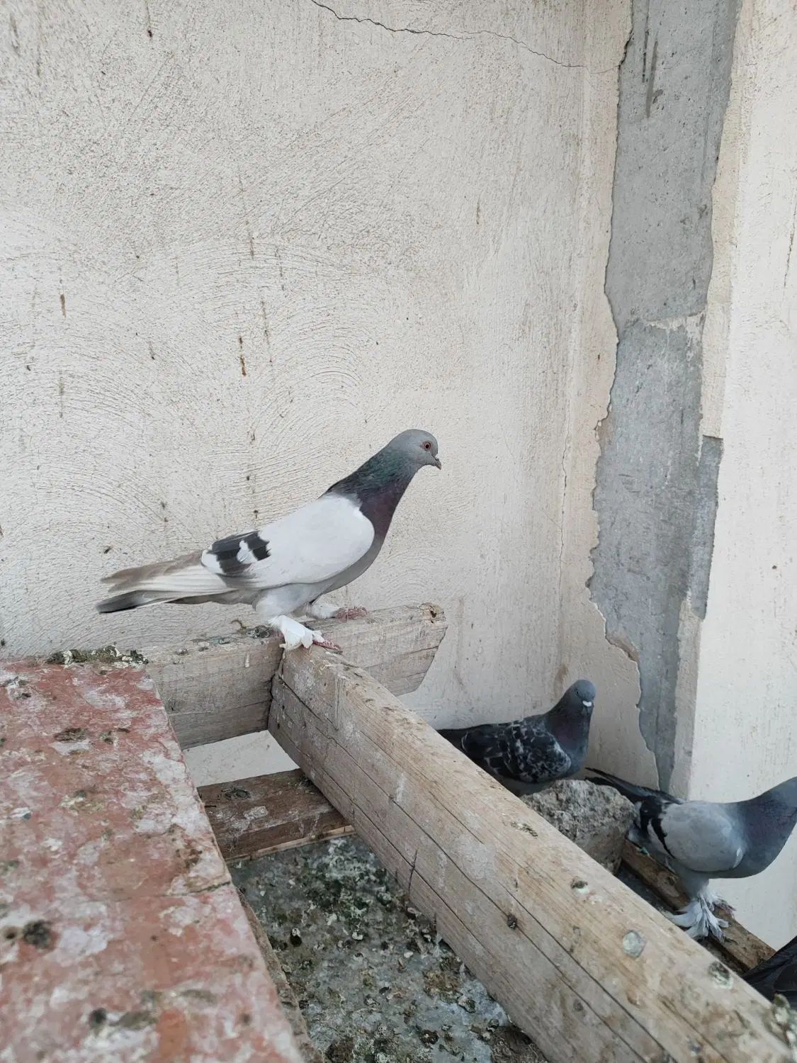 کبوتر ترکیه ای بازیکن صداکت دار|پرنده|اصفهان, باغ فدک|دیوار