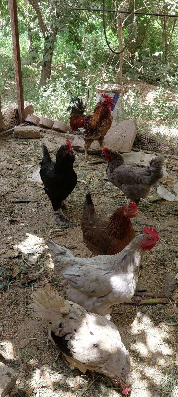 مرغ و خروس محلی|حیوانات مزرعه|هشتگرد, قاسم آباد بزرگ|دیوار