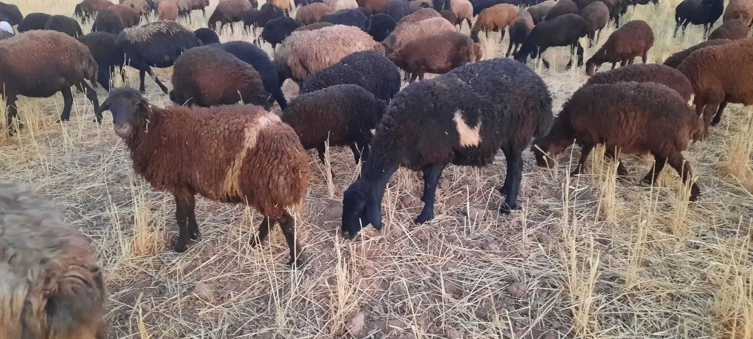 قوچ وبره هترودوقلوزا|حیوانات مزرعه|مشهد, صیاد شیرازی|دیوار