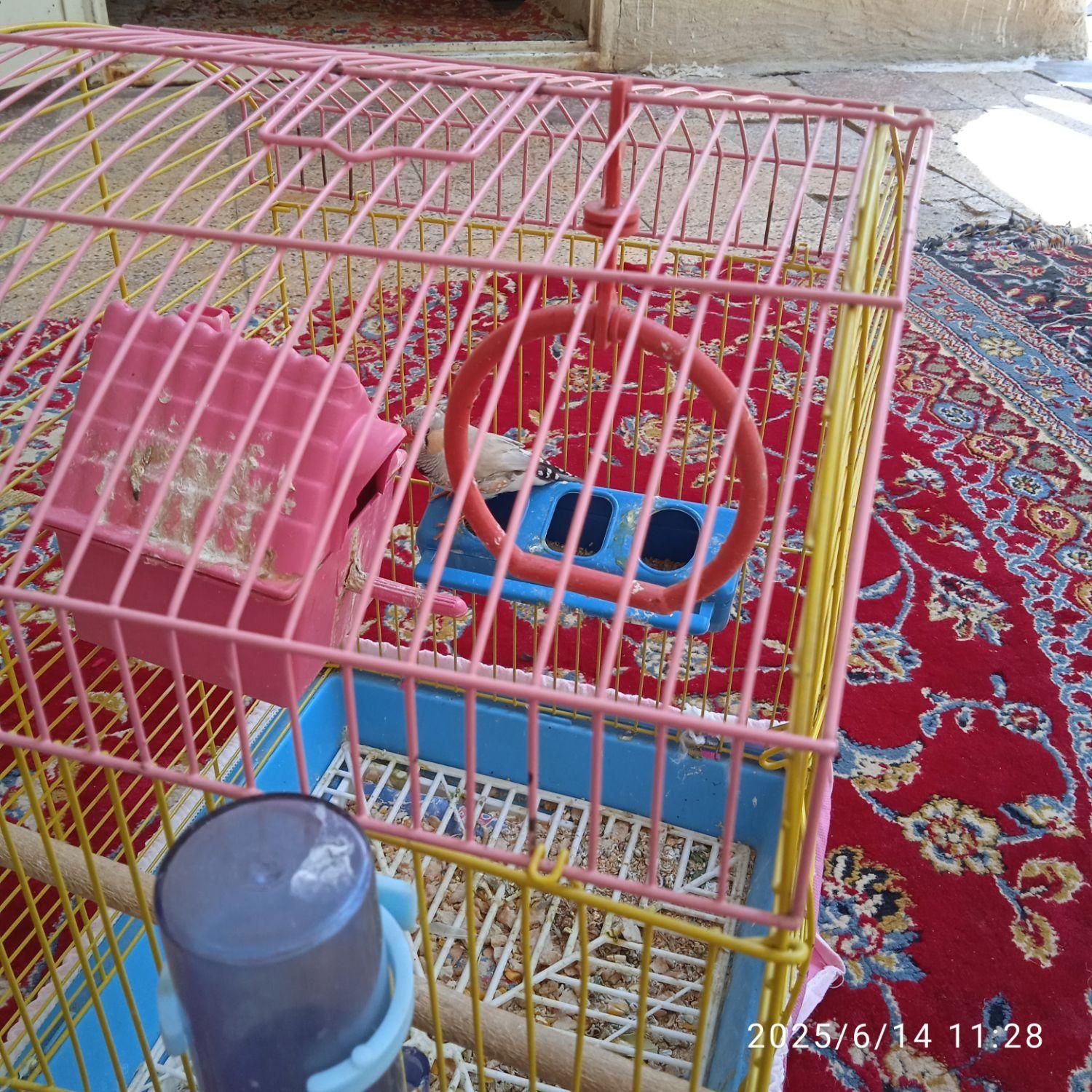 فنچ|پرنده|خمینی‌شهر, |دیوار