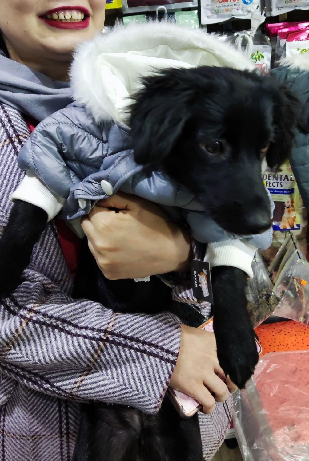 گمشده از یابنده تقاضا میشود اطلاع دهد|حیوانات|کهریزک, |دیوار