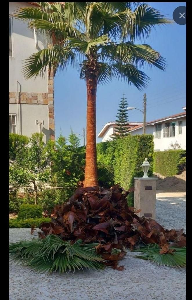 خدمات باغبانی وهرس درختان|خدمات باغبانی و درختکاری|آمل, |دیوار