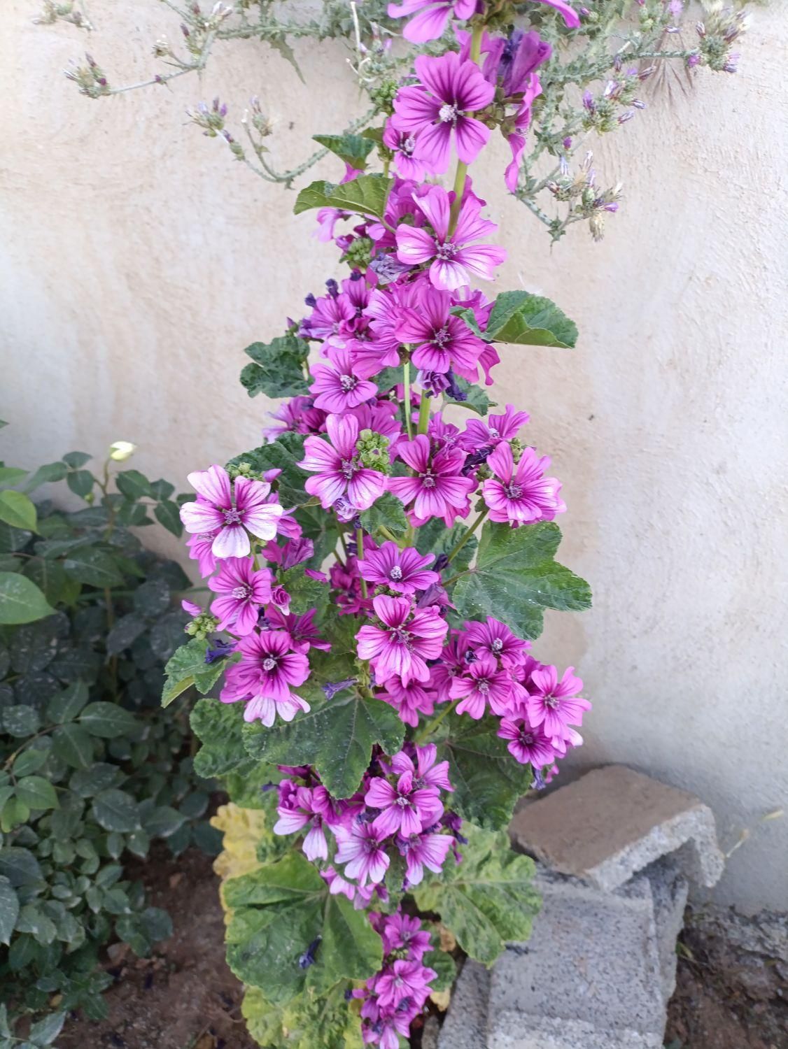 سوئیت،اقامتگاه،منزل ویلایی|اجارهٔ کوتاه‌مدت آپارتمان و سوئیت|بیستون, |دیوار