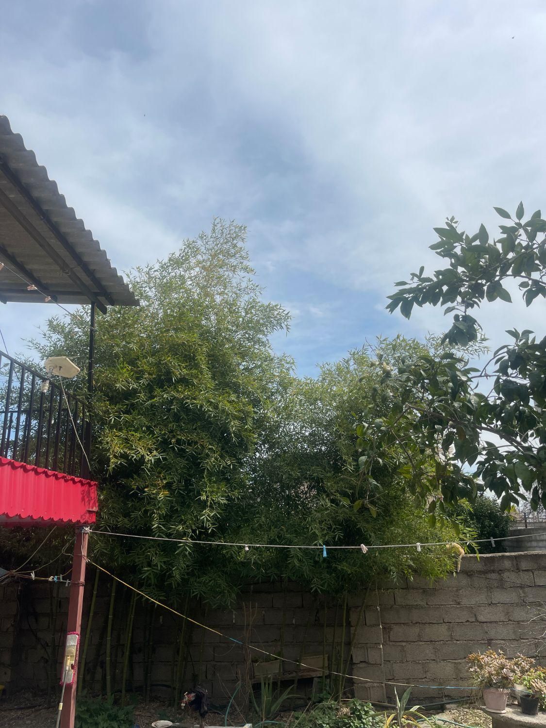 اجاره ویلا تکخواب در فرح اباد|اجارهٔ کوتاهمدت آپارتمان و سوئیت|فرح آباد, |دیوار