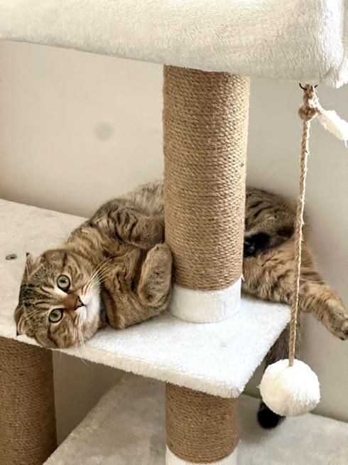 جفت گیری گربه نر|گربه|پرند, فاز ۴|دیوار