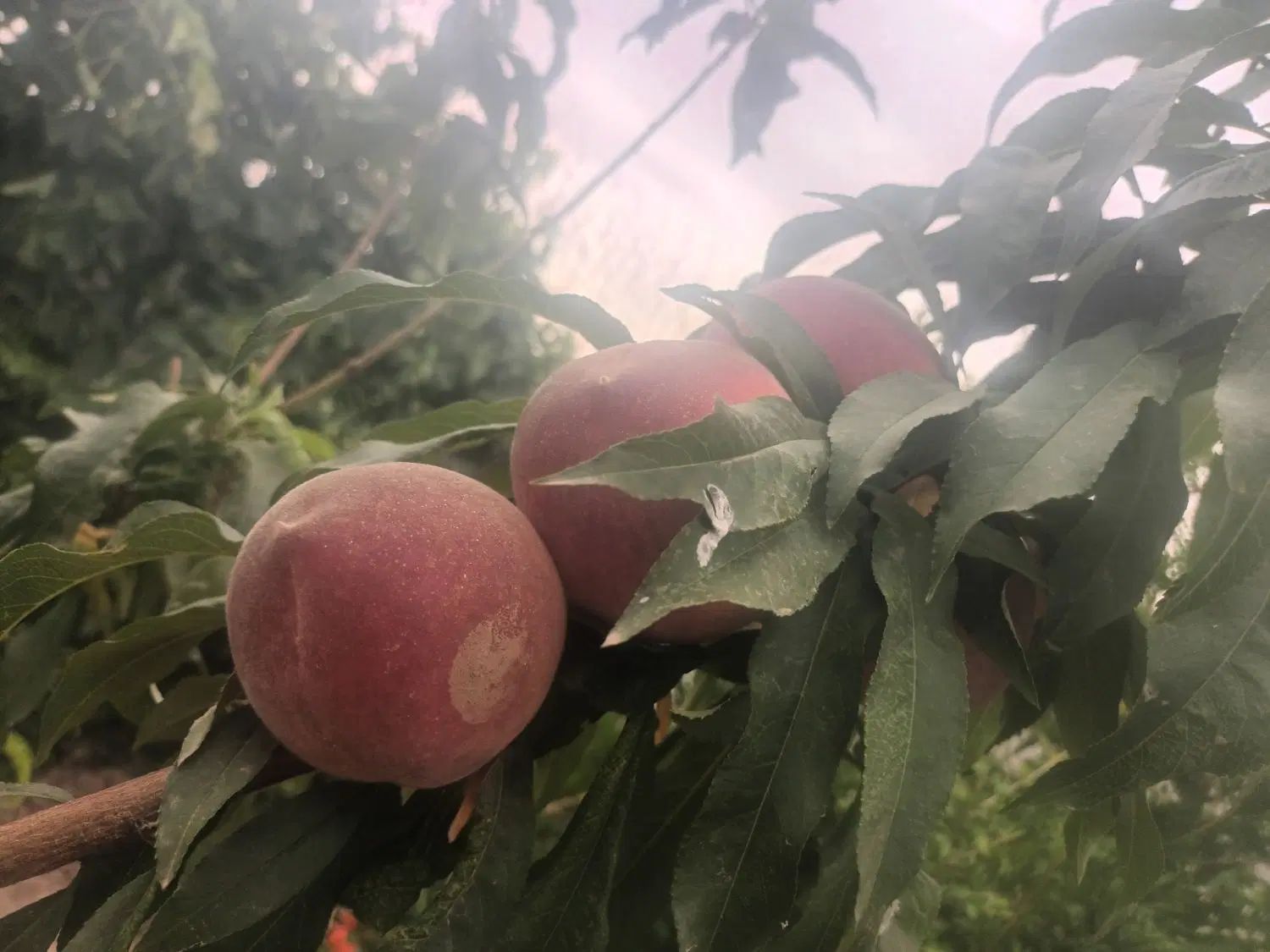 فروش خانه ویلایی ۶۰متری ۱ خوابه در روستای گوداسیاب|فروش خانه و ویلا|سبزوار, قصبه غربی|دیوار